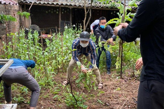 Trồng vườn anh túc giữa Thủ đô để...ngâm rượu