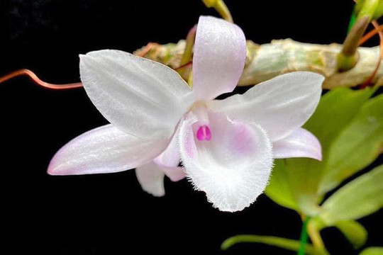 Cẩn trọng với chiêu trò "thổi giá" lan đột biến