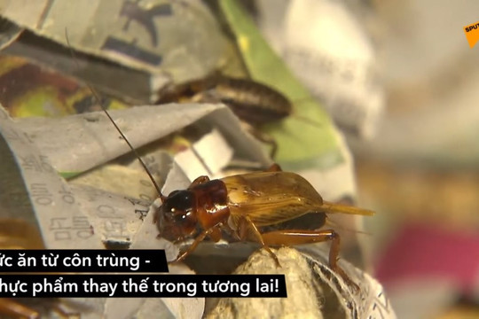 Nga sẽ sản xuất thịt và bánh mì bổ sung protein côn trùng