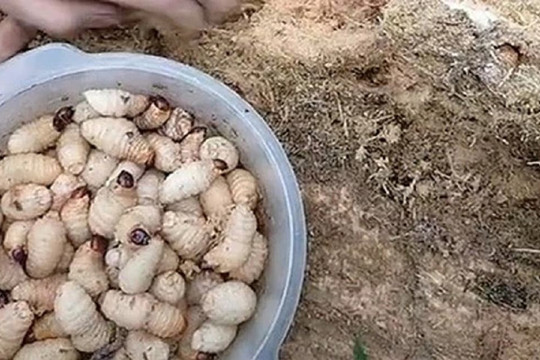 Màn thu hoạch món đặc sản miền Tây khiến người xem rùng mình