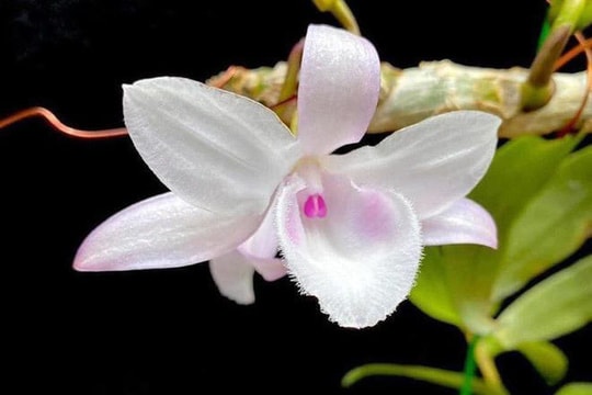 Hòa Bình: Cảnh báo rủi ro từ giao dịch lan đột biến