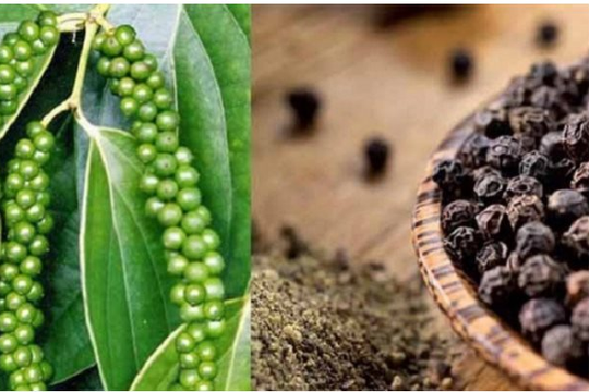 Giá tiêu hôm nay khoảng 72.000 đồng đến 75.500 đồng/kg