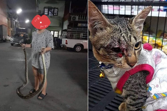 Chồng kinh hãi khi thấy vợ tay không bắt trăn để bảo vệ mèo cưng