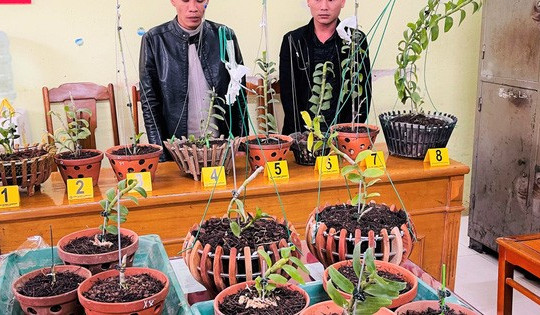 Đi ôtô tới Thanh Hóa trộm hoa lan đột biến giá trị 1,8 tỉ đồng