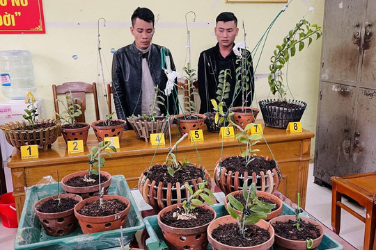 Đi ô tô trộm lan đột biến liên tỉnh