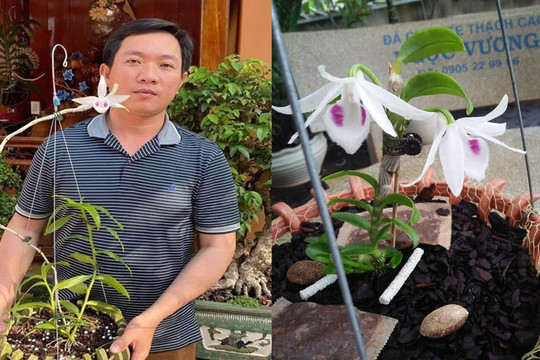 Cơ duyên đến với nghề trồng lan đầy tình cờ của nghệ nhân Nguyễn Ngọc Vương