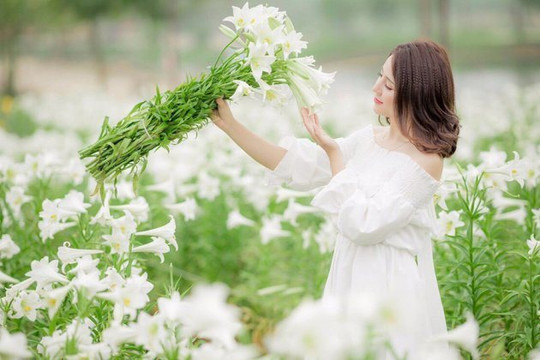 Chùm ảnh: Dịu dàng hoa Loa kèn tháng 4