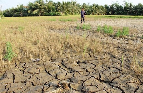 Chống hạn, mặn ở ĐBSCL: Cần sự chủ động của địa phương