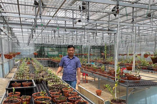 Ông chủ Đô Ban Mê và khu vườn lan giá trị ở Buôn Ma Thuột