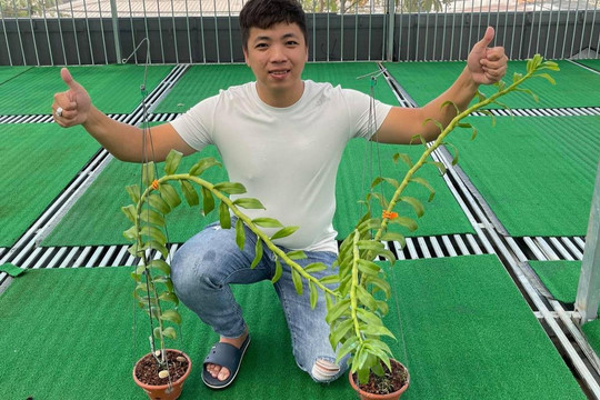 Ông chủ vườn lan Huỳnh Vũ: Cú nhảy ngoạn mục của chàng trai trông xe