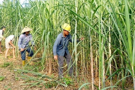 Ngành mía đường cần nhiều giải pháp đồng bộ ngoài thuế tự vệ tạm thời