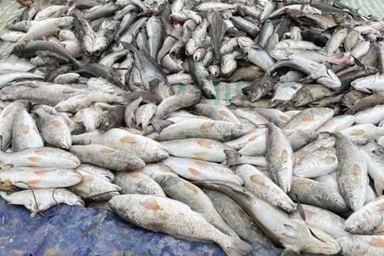 Cá lồng nuôi ở Nghi Sơn chết bất thường
