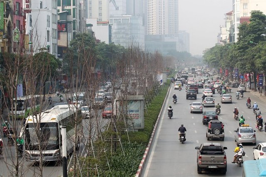Hà Nội bỏ toàn bộ cây phong trên đường Nguyễn Chí Thanh - Trần Duy Hưng