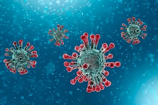WHO: Virus SARS-CoV-2 có thể lây từ người sang động vật