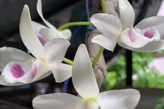 NHNN cảnh báo sau vụ lừa đảo 'lan đột biến' 200 tỷ đồng