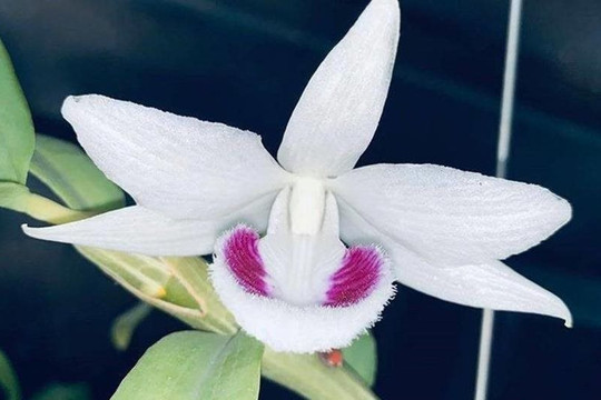 Chủ vườn lan ở Đồng Nai bỏ trốn