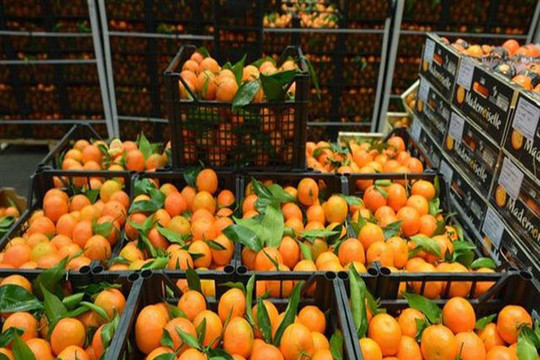 Việt Nam không bị ảnh hưởng bởi lệnh tạm ngừng nhập trái cây của Algeria