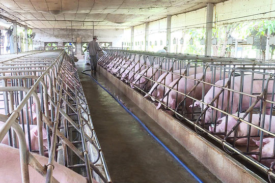 Quý I/2021, tình hình chăn nuôi của Việt Nam có nhiều khởi sắc