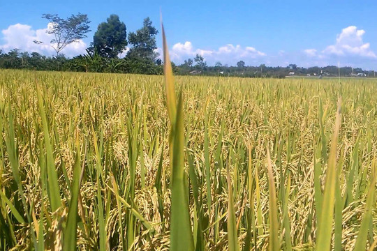 4 tháng đầu năm, diện tích lúa gieo cấy của cả nước bằng 99,2% so với cùng kỳ