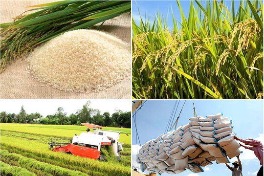 Việt Nam vẫn giữ vị trí thứ 2 thế giới về xuất khẩu gạo