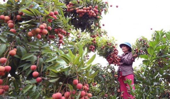 Đã có 5 doanh nghiệp thu mua và xuất khẩu vải thiều sang Nhật Bản