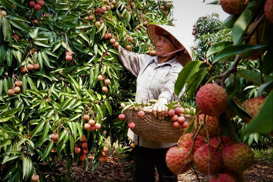 Hải Dương hoàn thành 4 hệ thống khử trùng vải xuất khẩu sang Nhật Bản