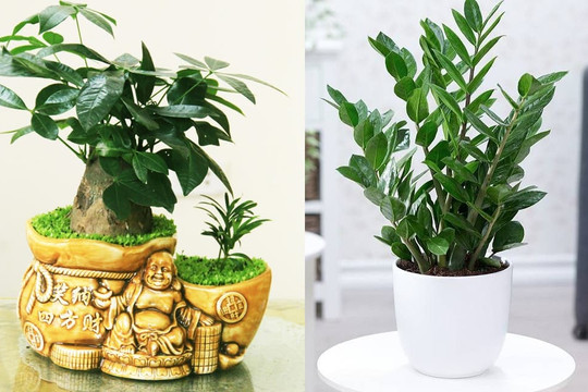 5 loại cây quen thuộc của nhà giàu, trồng ngay để việc làm ăn phất lên như diều gặp gió, tiền của thi nhau chảy vào