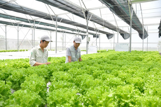 Hà Nội đặt mục tiêu tăng trưởng ngành nông nghiệp bình quân 3% trong giai đoạn 2021-2025