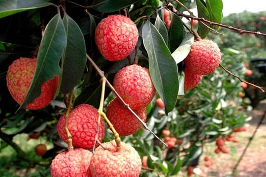 Đưa vải thiều và nông sản của Hải Dương lên các sàn giao dịch thương mại điện tử