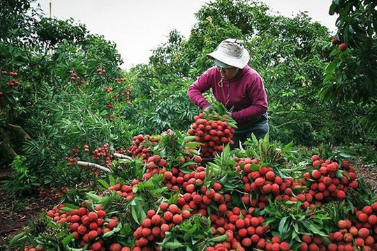 Bắc Giang đề nghị hỗ trợ lưu thông nông sản