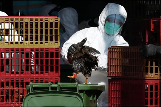 Nhà khoa học Trung Quốc cảnh báo nguy cơ đại dịch từ cúm gia cầm H5N8