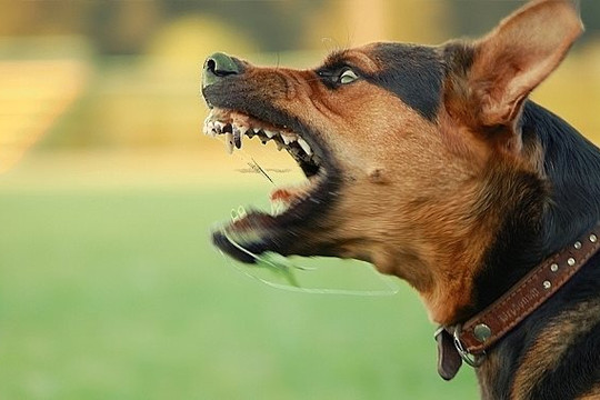Cháu bé 3 tuổi bị chó hàng xóm tấn công phải nhập viện cấp cứu