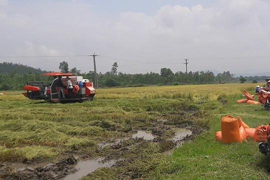 Mạnh tay xử lý nạn bảo kê máy gặt lúa