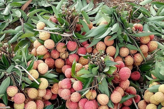 Bắc Giang: Thông tin vải thiều sớm Lục Ngạn có giá 2.000 đồng/kg là không đúng sự thật