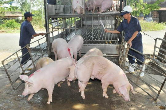 Từ 30/6, Việt Nam sẽ tạm ngừng nhập khẩu lợn sống từ Thái Lan