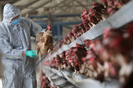 Trung Quốc: Phát hiện ca nhiễm cúm gia cầm H10N3 ở người đầu tiên trên thế giới