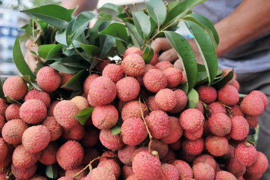 Vải thiều Lục Ngạn được rao bán trên 5 sàn thương mại điện tử