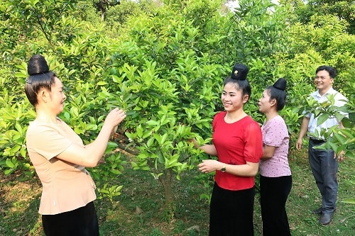 Phát huy hiệu quả các chương trình hỗ trợ vùng đồng bào dân tộc thiểu số