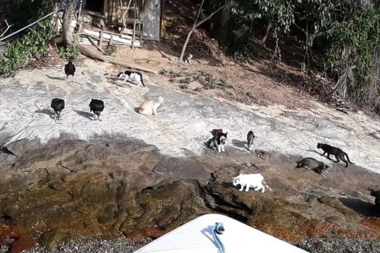 Hàng trăm con mèo trên Đảo Mèo của Brazil bị bỏ rơi, không có nước hay thức ăn! Các quan chức địa phương không muốn tiếp tục cho chúng ăn