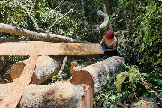 Lâm tặc phá rừng ở Gia Lai: UBND huyện Mang Yang yêu cầu Công an vào cuộc