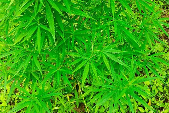 Phát hiện người nước ngoài trồng cần sa ở bãi giữa sông Hồng