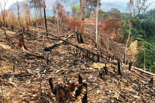 Bắc Kạn: Phát hiện vụ phát phá rừng trái phép 
