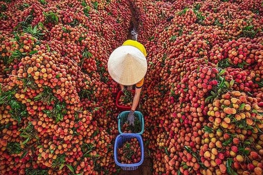 Nông sản vùng dịch: Vượt khó, tìm đường phân phối