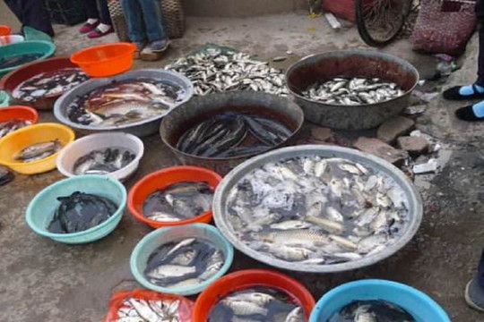Cá chết 'ế' ở chợ đi đâu? Người bán cá cho biết đã có nhiều người mua