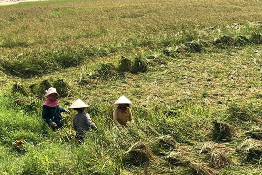Trưởng bản người Mông giúp dân xóa đói, thắng giặc dốt
