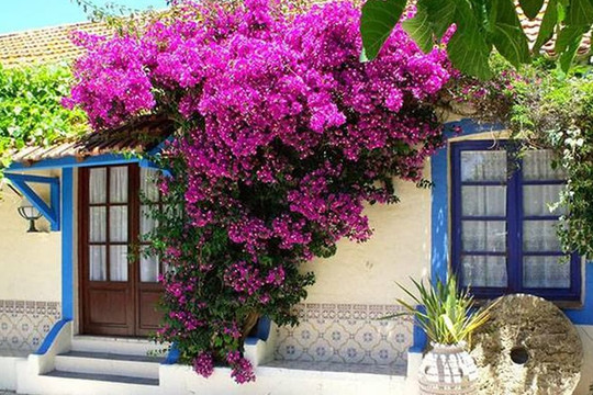Muốn thay đổi vận khí, chuyển mình giàu có, hãy trồng ngay cây phong thủy ở 3 vị trí này