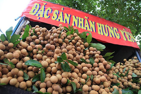 "Chắp cánh" cho trái nhãn Việt Nam vươn ra thế giới