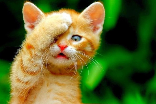 9 ngày cuối tháng 5 âm lịch: 3 con giáp vận mệnh hoàng kim, tài lộc thăng tiến không ngừng
