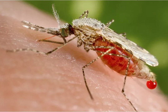 Trung Quốc hoàn toàn đánh bại bệnh sốt rét