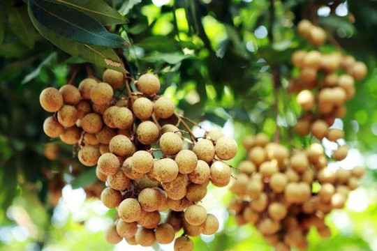Tạo điều kiện để đưa trái cây tươi sang thị trường Hàn Quốc